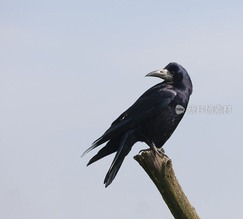 一只白嘴鸦(Corvus frugilegus)站在一根树枝上，背对着淡蓝色的天空，回头看。复制空间和裁剪选项